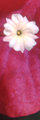 Bougainvillea Blossom