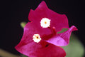 Bougainvillea Blossom