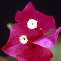 Double Blossom