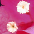Double Blossom