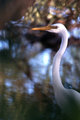 White Heron