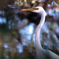 White Heron