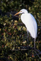 White Heron