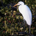 White Heron