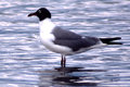 Laughing Gull