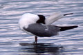 Laughing Gull Scratching it’s back