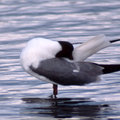 Scratching Gull