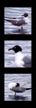 Three Gulls