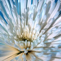 Spider Mum