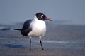Laughing  Gull