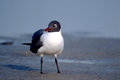 Laughing  Gull