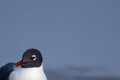 Laughing  Gull