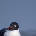 Laughing  Gull