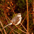  Mockingbird