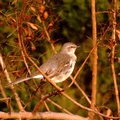 Mockingbird