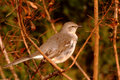 Mockingbird