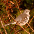  Mockingbird