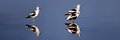 Avocet