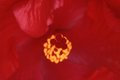 Hibiscus 