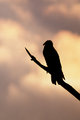 Turkey Vulture