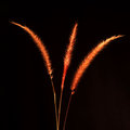 Grass Blades