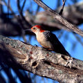 Red-bellied Woodpecker