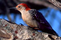 Red-bellied Woodpecker