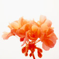 Orange Geranium
