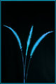 Blue Blades