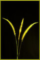 Yellow Blades