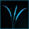 Blue Blades