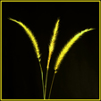Yellow Blades
