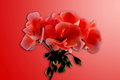 Geranium