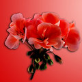 Geranium