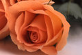 Single Blossom