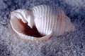 Tonna  Tessellata 