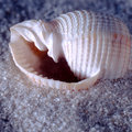 Tonna  Tessellata 