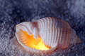 Tonna  Tessellata 