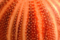 Urchin