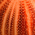 Urchin
