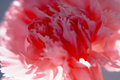 Carnation