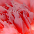 Carnation 