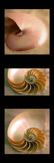 Nautilus