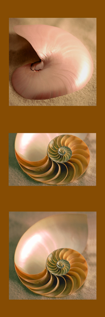 Nautilus