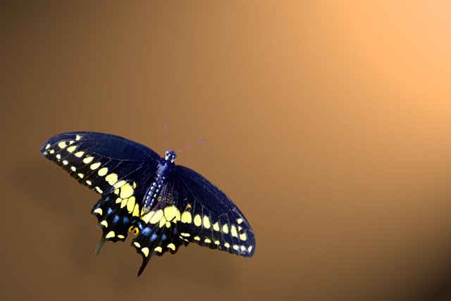 Swallow Tail