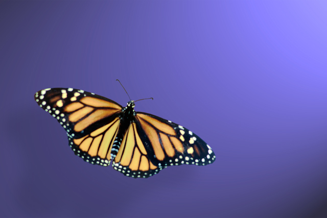 Monarch