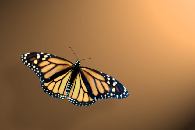 Monarch