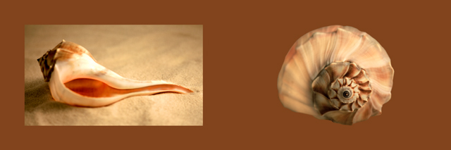 Whelk Left Turn
