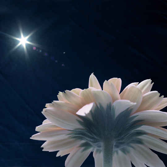 Gerbera Daisy