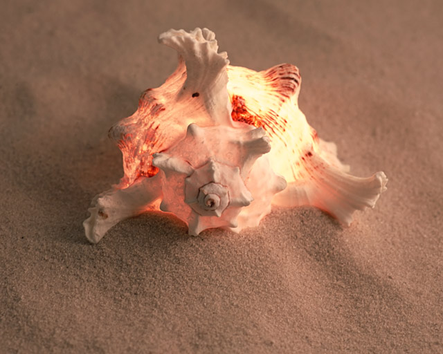 Murex Ramosus